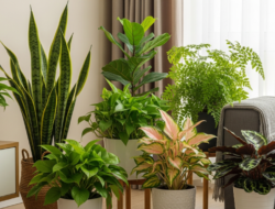 5 Jenis Tanaman Hias yang Cocok Ke Tempat Teduh