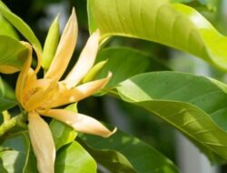 4 Jenis Bunga Kantil Sebagai Hiasan Tempattinggal