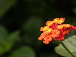 5 Jenis Tanaman Bunga yang Beracun tapi Cantik