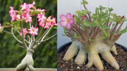 6 Jenis Adenium Unik, Cantik, dan Warna Menawan