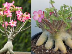 6 Jenis Adenium Unik, Cantik, dan Warna Menawan