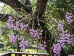5 Jenis Anggrek Dendrobium Bagi Hiasan Rumah yang Konsisten dan Estetis