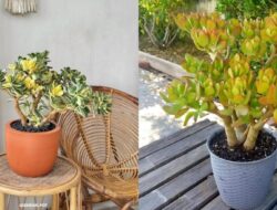 7 Jenis Tanaman Jade Plant (Tanaman Giok) Untuk Koleksi