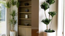 7 Jenis Tanaman Dracaena Populer, Marginata & Lainnya