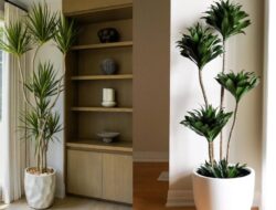 7 Jenis Tanaman Dracaena Populer, Marginata & Lainnya