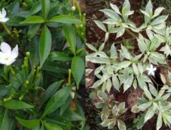 5 Jenis Tanaman Rombusa Terpopuler & Perawatannya