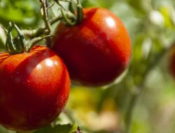 5 Jenis Tanaman Sayur yang Menguntungkan dan Mudah Ditanam