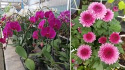 5 Bunga yang Memperoleh Arti Bagus Sebagai Dekorasi Rumah