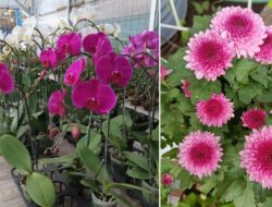 5 Bunga yang Memperoleh Arti Bagus Sebagai Dekorasi Rumah