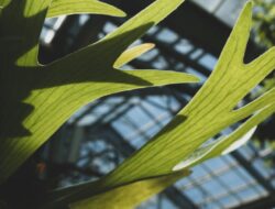 5 Jenis Platycerium yang Cantik, Unik, dan Mudah Dirawat