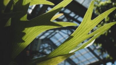 5 Jenis Platycerium yang Cantik, Unik, dan Mudah Dirawat