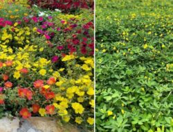 5 Bunga Penutup Tanah Di Taman yang Cantik dan Mudah Dirawat