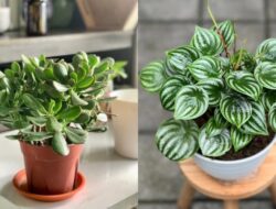 5 Tanaman Daun Kecil Hijau Sebagai Memperindah Tempattinggal