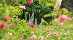 5 Rekomendasi Bunga Sebagai Taman Kering yang Cantik dan Aesthetic