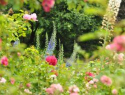 5 Rekomendasi Bunga Sebagai Taman Kering yang Cantik dan Aesthetic