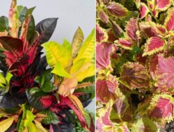 5 Tanaman Warna Warni yang Cocok Sebagai Mempercantik Rumah