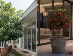 5 Tanaman Buah Di Pot Besar Sebagai Tempattinggal Bersama Lahan Terbatas