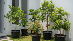 5 Tanaman Buah yang Menguntungkan Hingga Lahan Sempit, Pas Buat Tempattinggal Kecil