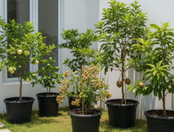 5 Tanaman Buah yang Menguntungkan Hingga Lahan Sempit, Pas Buat Tempattinggal Kecil