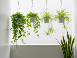 5 Tanaman Hias Untuk Teras Kecil, Tidak Cepat Rimbun & Bisa Digantung