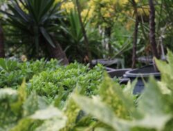 7 Tanaman yang Cepat Panen Di Rumah, Mudah dan Menguntungkan