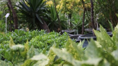 7 Tanaman yang Cepat Panen Di Rumah, Mudah dan Menguntungkan