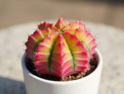 5 Jenis Kaktus Termahal yang Karena Itu Incaran Kolektor Sultan