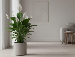5 Tanaman Hias Di Ruangan yang Bermanfaat Bagi Kesejajaran