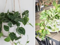 5 Jenis Tanaman Sirih Gading Cantik Untuk Dekorasi Rumah