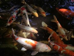 5 Inspirasi Desain Kolam Ikan Di Ruang Tamu yang Aesthetic