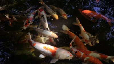 5 Inspirasi Desain Kolam Ikan Di Ruang Tamu yang Aesthetic