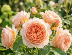 5 Jenis Bunga Warna Peach Sebagai Hiasan Tempattinggal