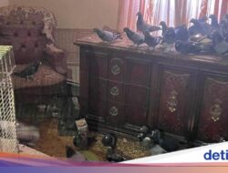 Penampakan Tempattinggal Viral yang Dipenuhi Ratusan Hewan Ini Kondisinya Mengenaskan