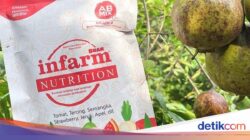 Tak Perlu Lahan Luas, Ini Cara Berkebun Didalam Tempattinggal