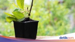 5 Buah yang Mudah Ditanam Hingga Tempattinggal, Cocok Sebagai Pemula