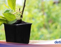 5 Buah yang Mudah Ditanam Hingga Tempattinggal, Cocok Sebagai Pemula